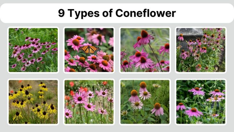 9 Types of Coneflower (Echinacea): Identification with Pictures