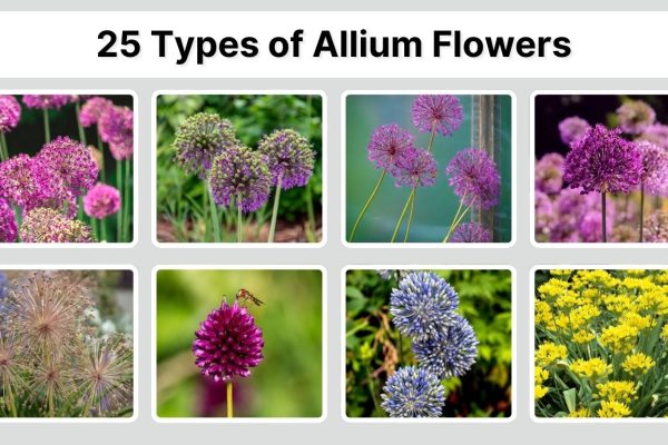 25 Types of Allium Flowers: Identification with Pictures