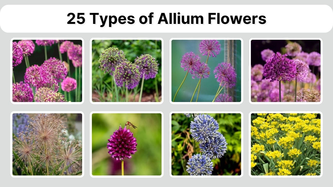25 Types of Allium Flowers: Identification with Pictures