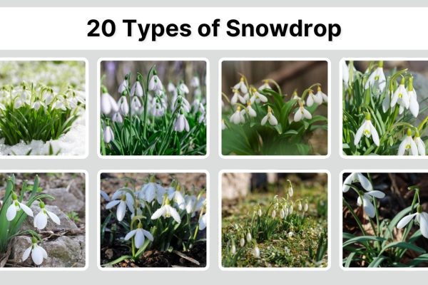 20 Types of Snowdrop (Galanthus): Identification with Pictures