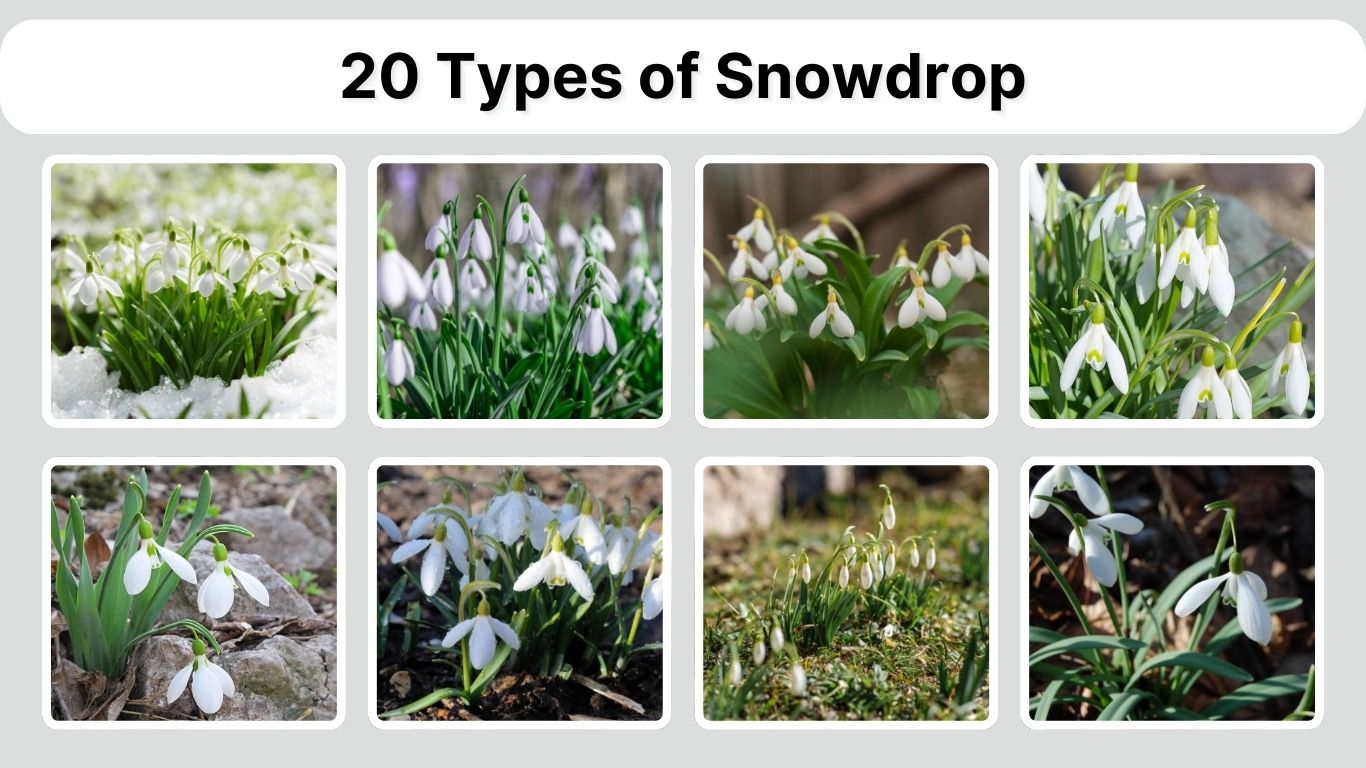 20 Types of Snowdrop (Galanthus): Identification with Pictures