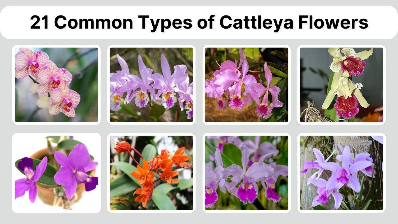 21 Common Types of Cattleya Flowers: Identification with Pictures 
