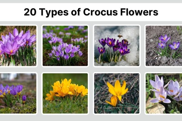 20 Types of Crocus Flowers: Identification with Pictures