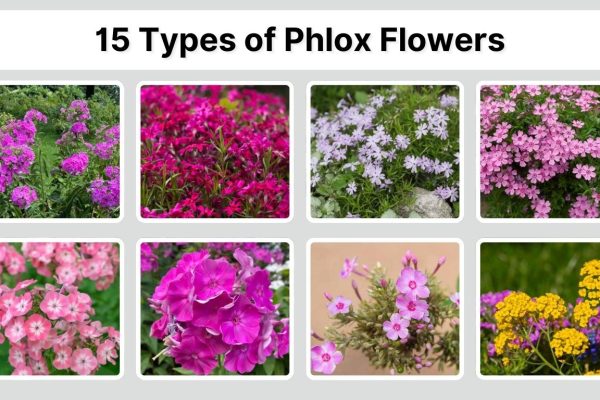 15 Types of Phlox Flowers: Identification with Picture