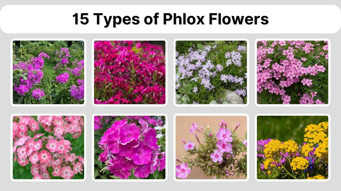 15 Types of Phlox Flowers: Identification with Picture