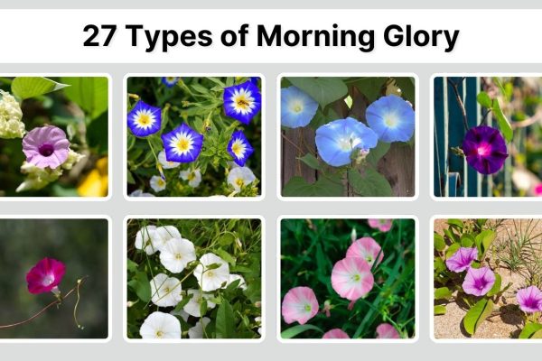 27 Types of Morning Glory: Identification with Picture
