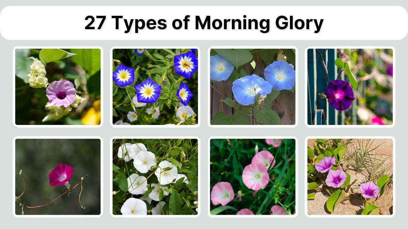 27 Types of Morning Glory: Identification with Picture