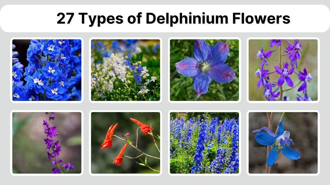 27 Types of Delphinium Flowers: Identification with Picture