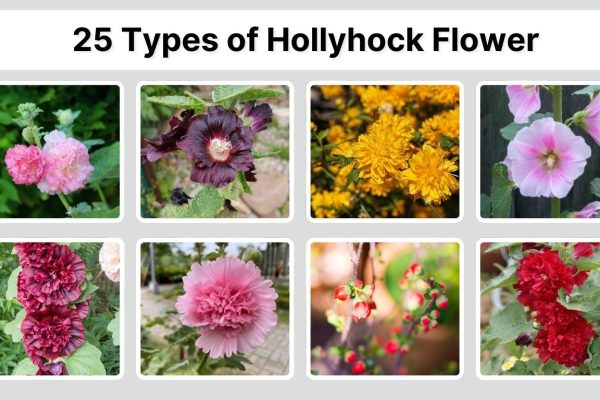25 Types of Hollyhock Flower: Identification with Picture