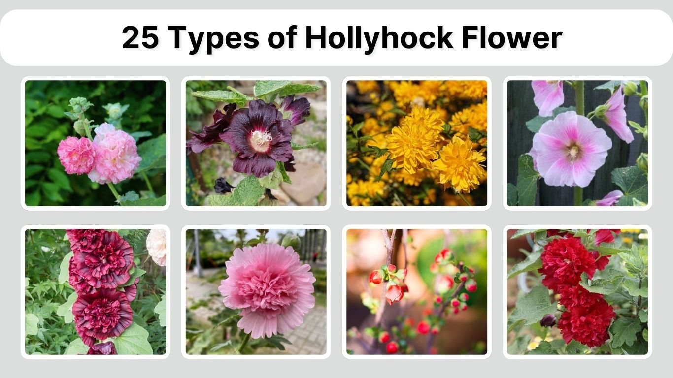 25 Types of Hollyhock Flower: Identification with Picture