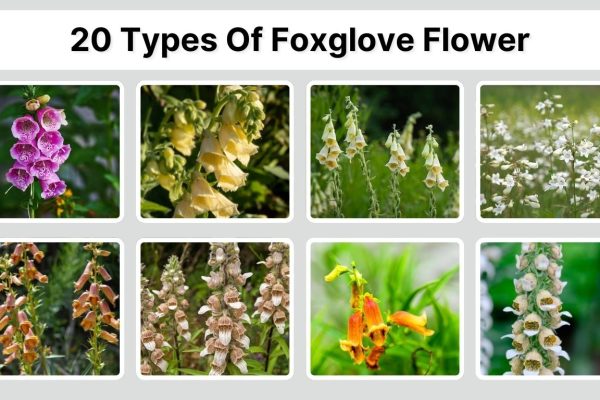 20 Types Of Foxglove Flower: Identification with Picture