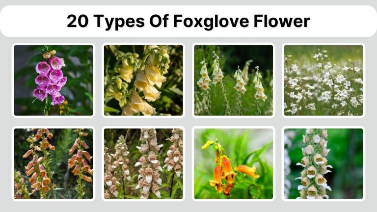 20 Types Of Foxglove Flower: Identification with Picture