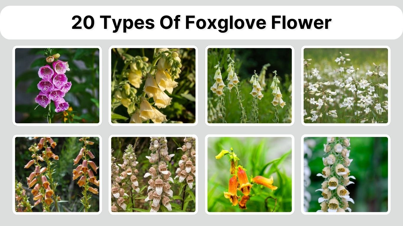 20 Types Of Foxglove Flower: Identification with Picture