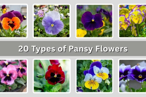 20 Types of Pansy Flowers: Species Identification with Pictures