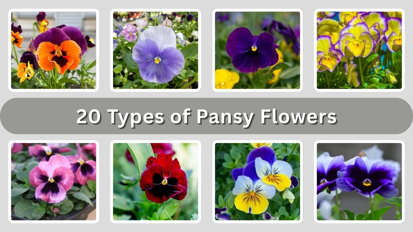 20 Types of Pansy Flowers: Species Identification with Pictures