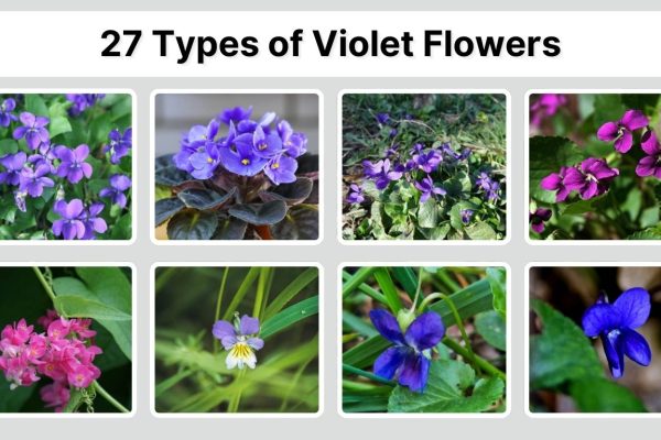 27 Types of Violet Flowers: Species Identification with Pictures