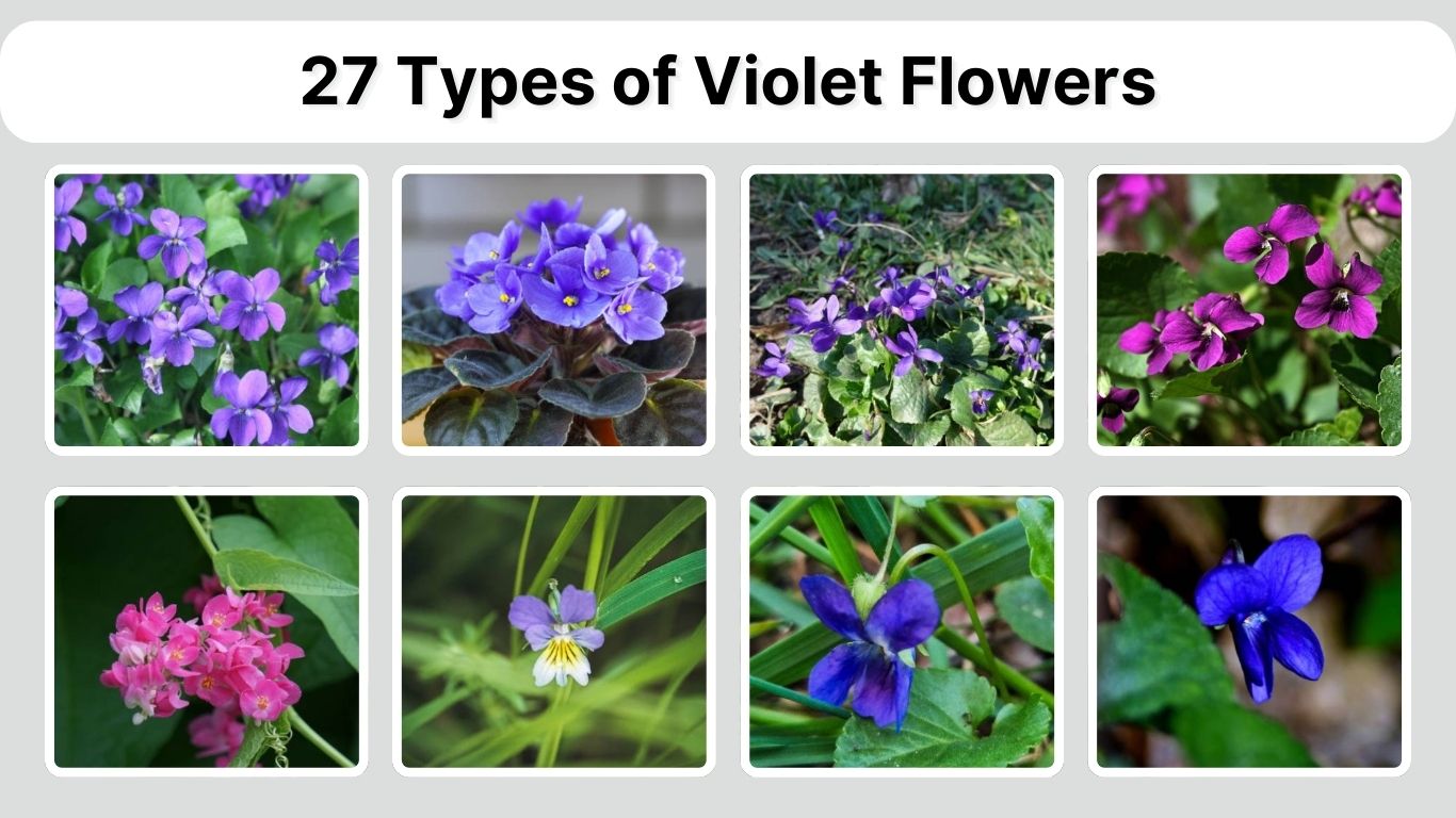 27 Types of Violet Flowers: Species Identification with Pictures