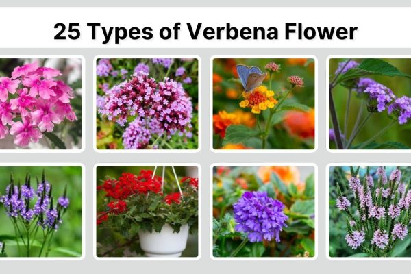 25 Types of Verbena Flower: Species Identification with Pictures
