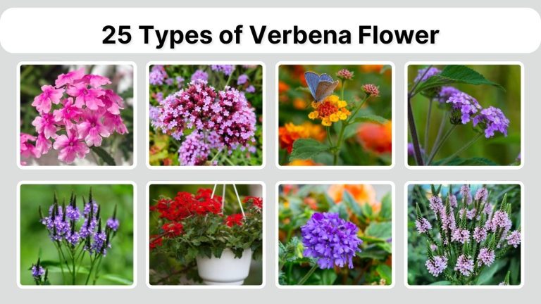 25 Types of Verbena Flower: Species Identification with Pictures