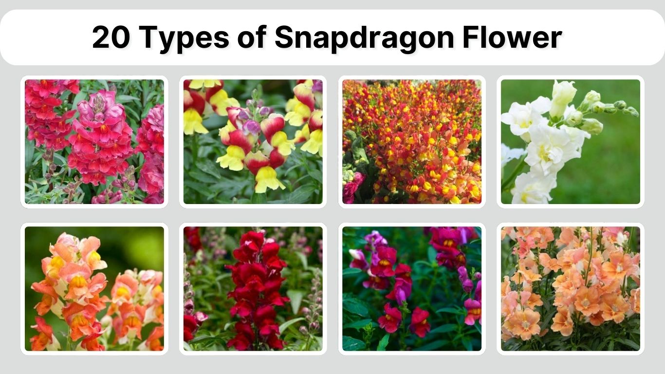 20 Types of Snapdragon Flower: Identification with Pictures