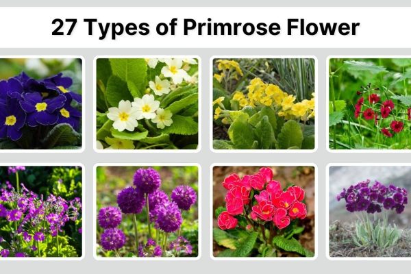 27 Types of Primrose Flower: Identification with Pictures