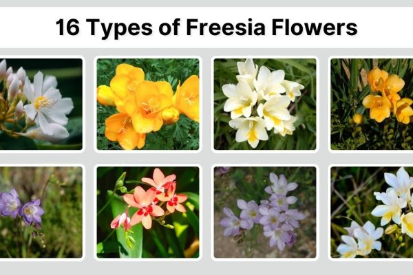 16 Types of Freesia Flowers: Species Identification With Pictures