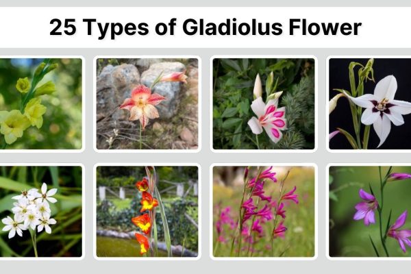 25 Types of Gladiolus Flower: Species Identification With Pictures