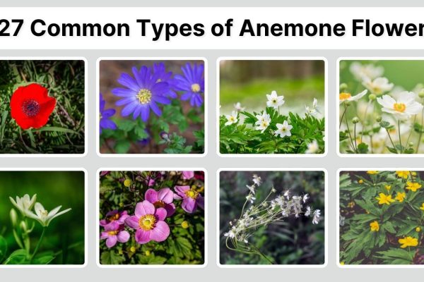 27 Common Types of Anemone Flower: Identification With Pictures