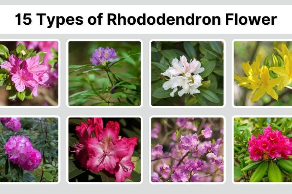 15 Types of Rhododendron Flower: Identification With Pictures