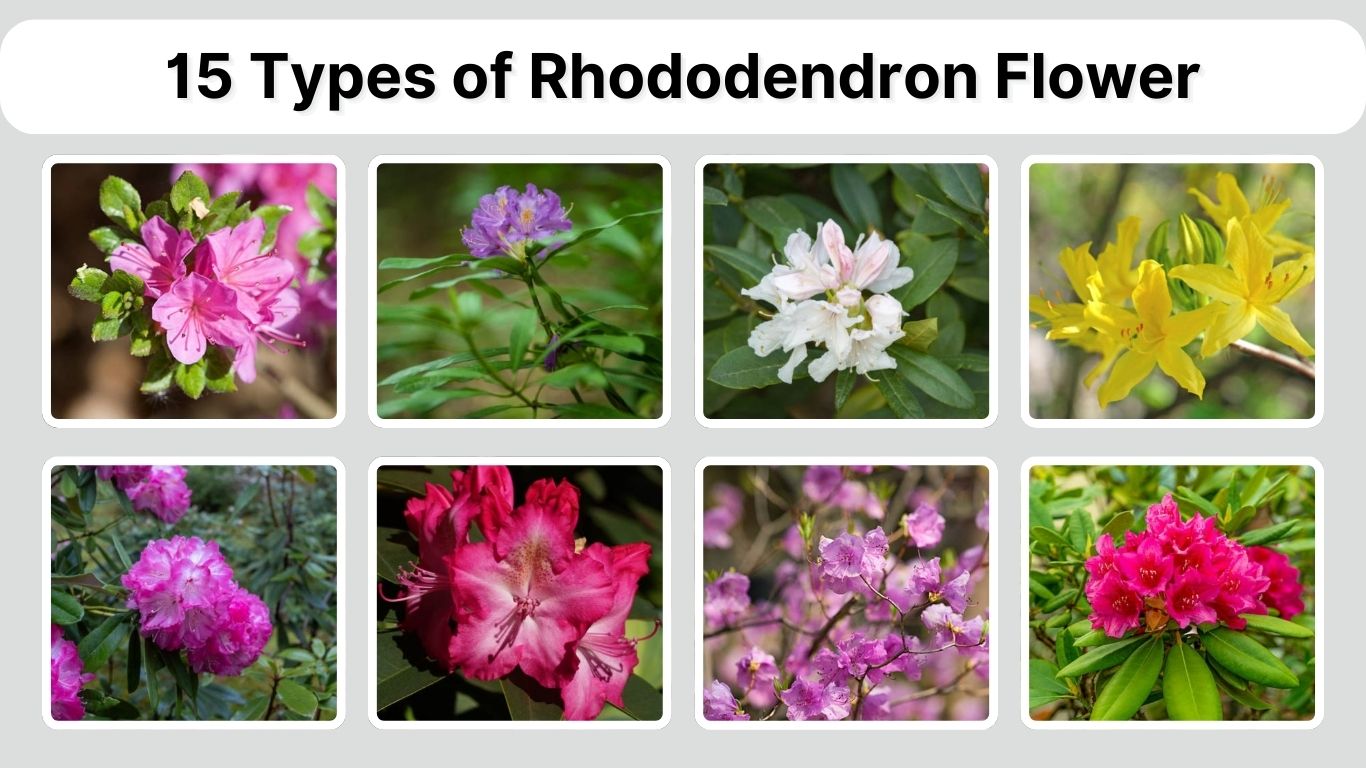 15 Types of Rhododendron Flower: Identification With Pictures