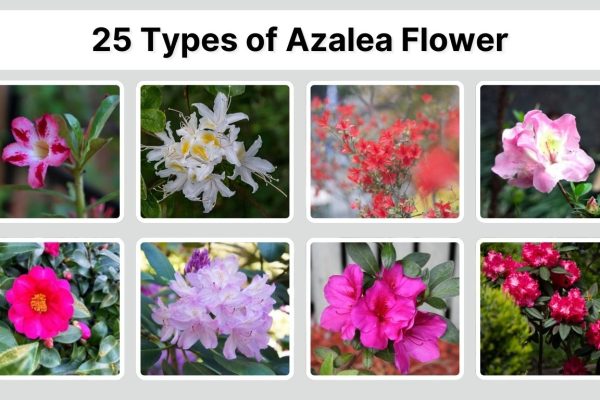25 Types of Azalea Flower: Identification With Pictures