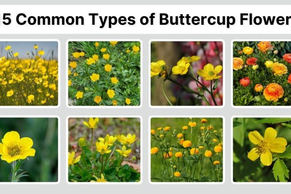 15 Common Types of Buttercup Flowers: Different Species ID with Pictures