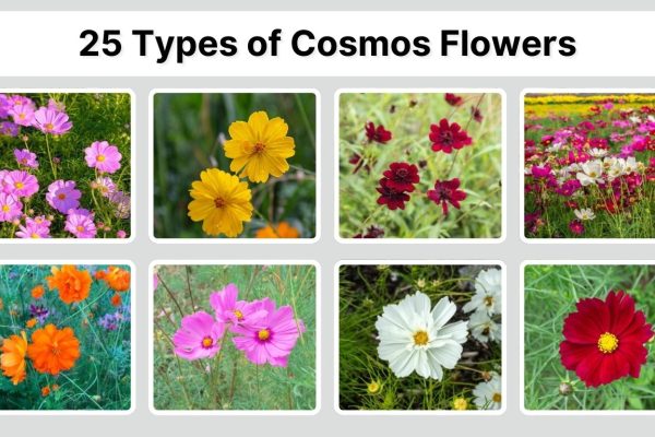 25 Types of Cosmos Flowers: Different Species ID with Pictures