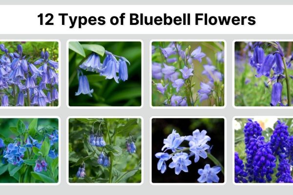 12 Types of Bluebell Flowers: Different Species ID with Pictures