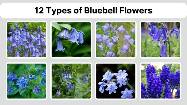 12 Types of Bluebell Flowers: Different Species ID with Pictures