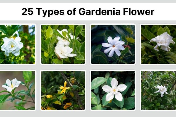 25 Types of Gardenia Flower: Different Species ID with Pictures