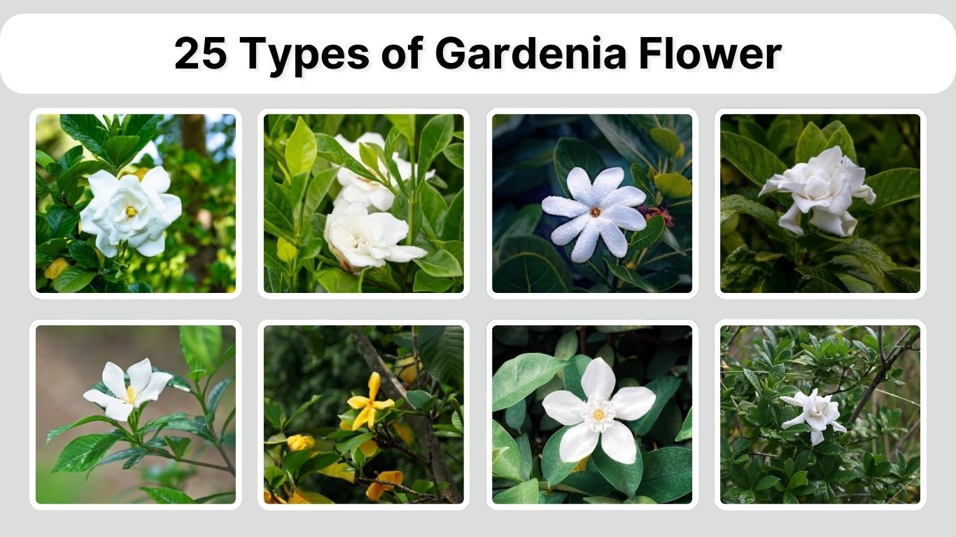 25 Types of Gardenia Flower: Different Species ID with Pictures
