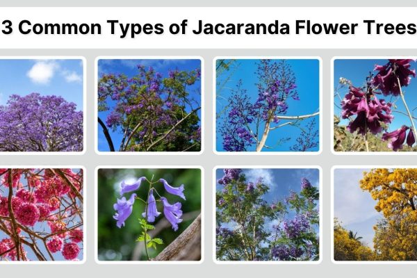 13 Common Types of Jacaranda Flower Trees:  Names with Pictures 