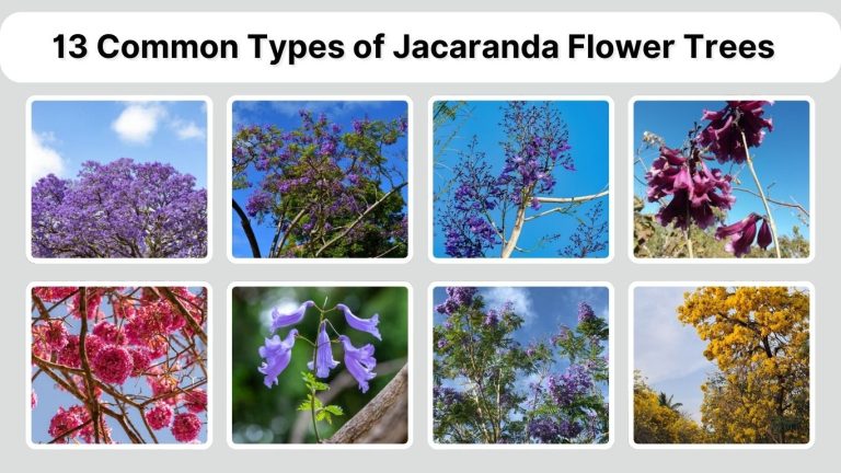 13 Common Types of Jacaranda Flower Trees:  Names with Pictures 