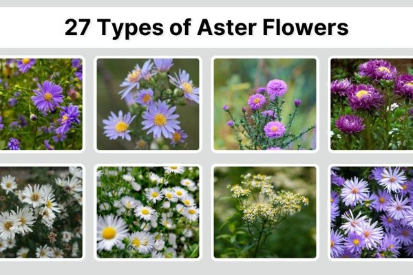 27 Types of Aster Flowers: Different Species ID with Pictures