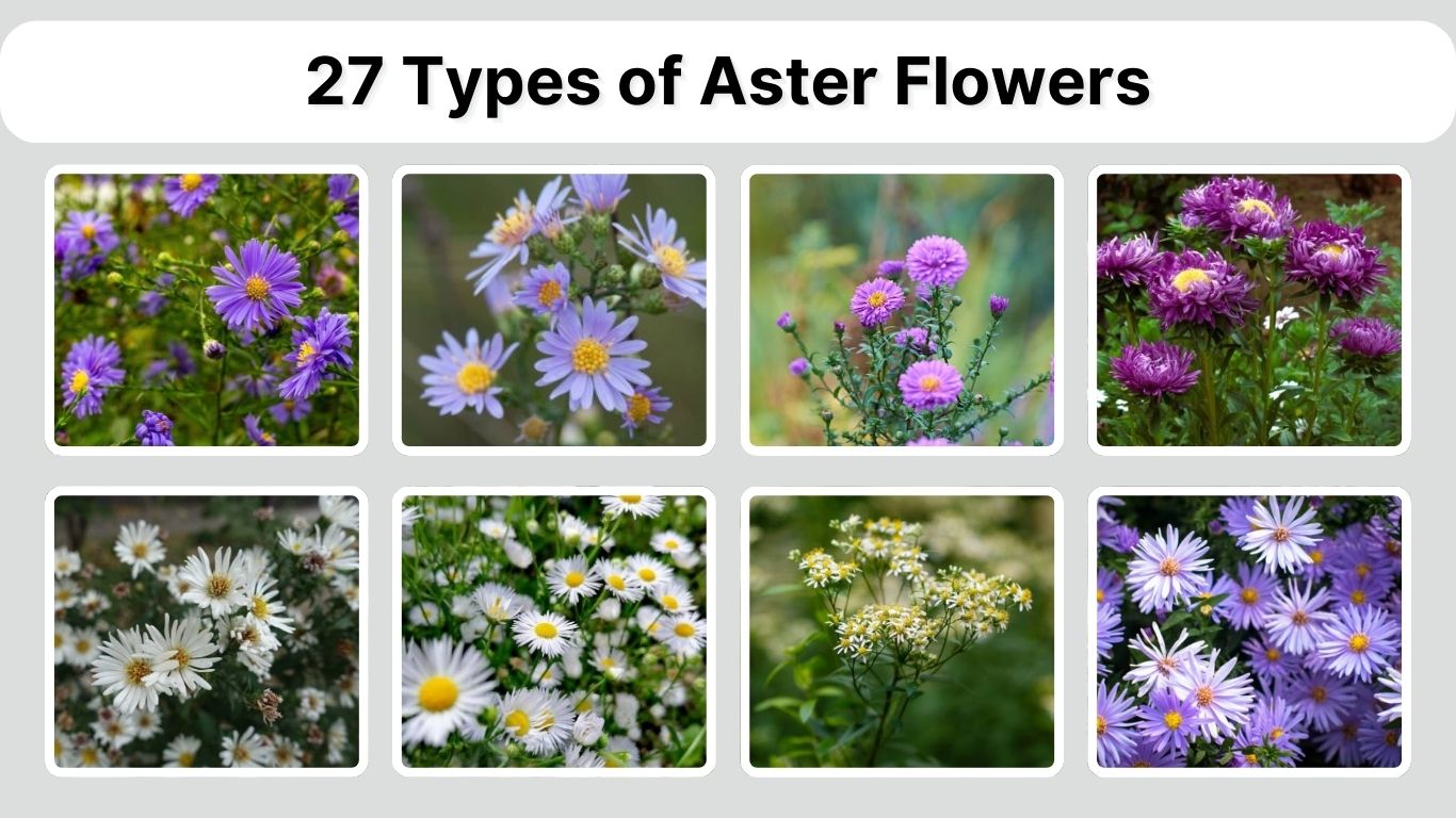 27 Types of Aster Flowers: Different Species ID with Pictures