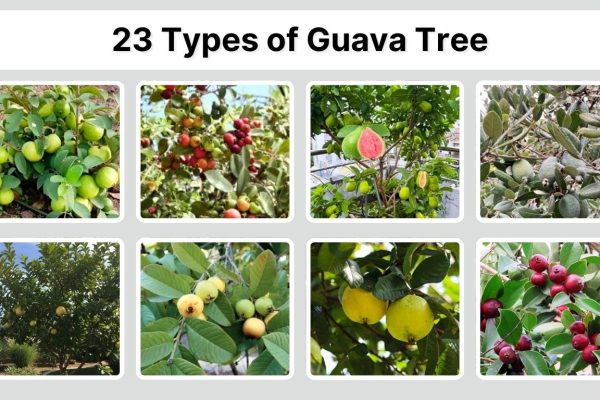 23 Types of Guava Tree: Identification with Pictures