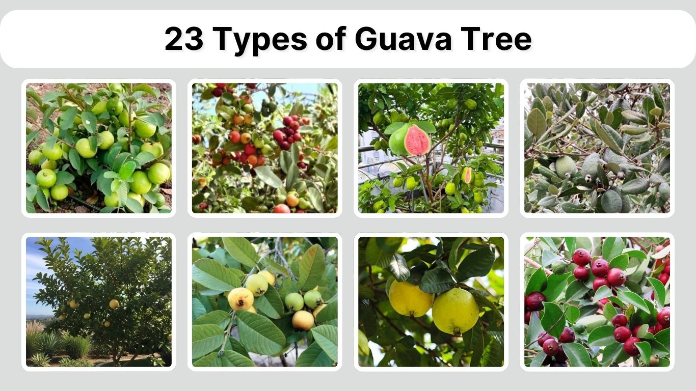 23 Types of Guava Tree: Identification with Pictures