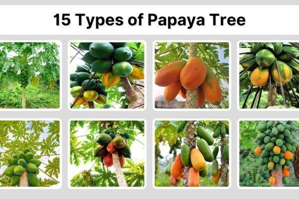 15 Types of Papaya Tree: Identification with Pictures