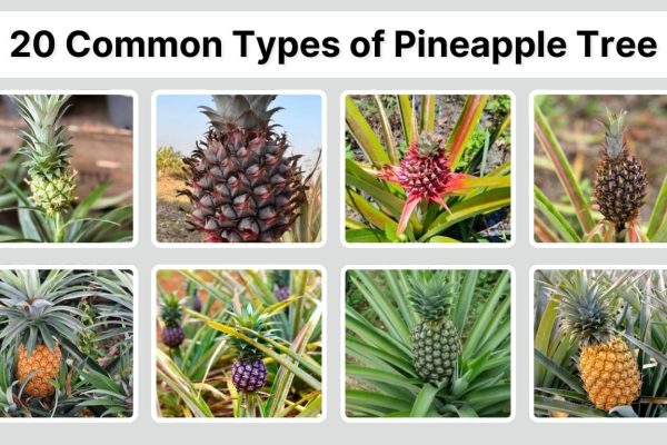 20 Common Types of Pineapple Tree: Identification with Pictures