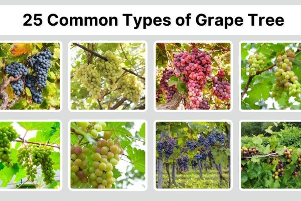 25 Common Types of Grape Tree: Identification with Pictures