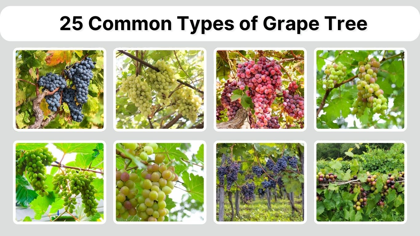 25 Common Types of Grape Tree: Identification with Pictures