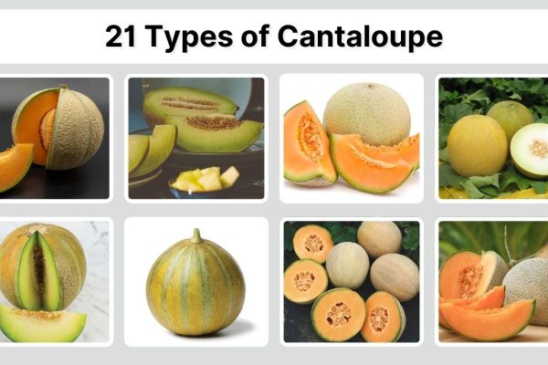 21 Types of Cantaloupe: Identification with Pictures