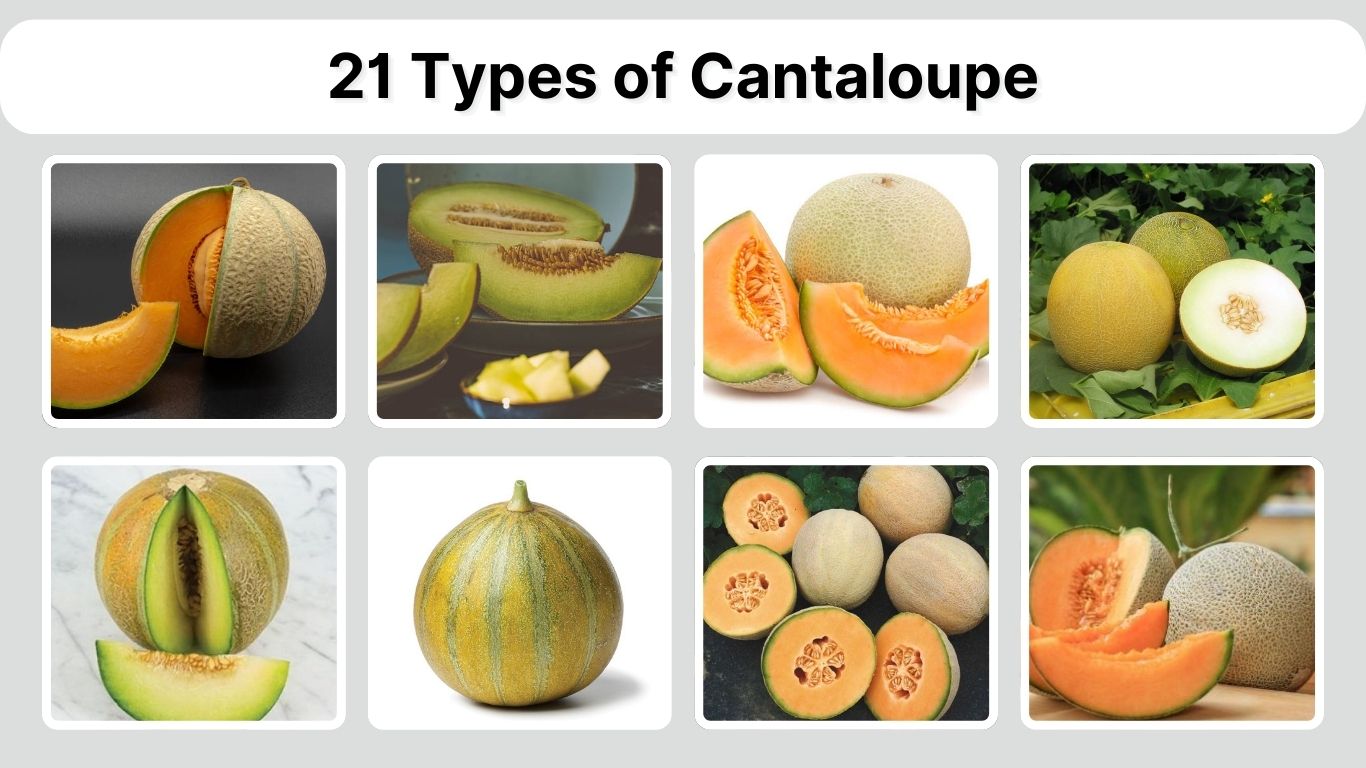 21 Types of Cantaloupe: Identification with Pictures