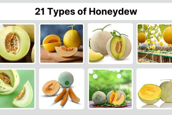 21 Types of Honeydew: Identification with Pictures